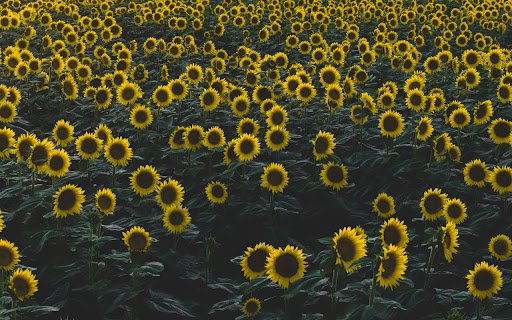Sunflowers  from Chrome web store to be run with OffiDocs Chromium online