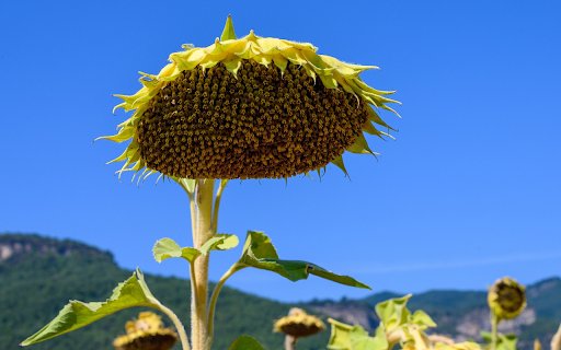 Sunflower sepals  from Chrome web store to be run with OffiDocs Chromium online
