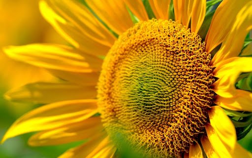 sunflower THEME from Chrome web store to be run with OffiDocs Chromium online sunflower THEME from Chrome web store to be run with OffiDocs Chromium online