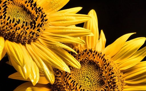 SUNFLOWER THEME  from Chrome web store to be run with OffiDocs Chromium online