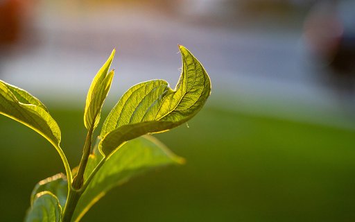 Sunlight and sprouts  from Chrome web store to be run with OffiDocs Chromium online