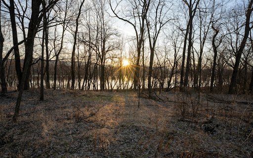 Sunlight Through Trees from Chrome web store to be run with OffiDocs Chromium online Sunlight Through Trees from Chrome web store to be run with OffiDocs Chromium online