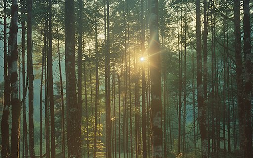 Sunrise Interface In Wild Forest  from Chrome web store to be run with OffiDocs Chromium online