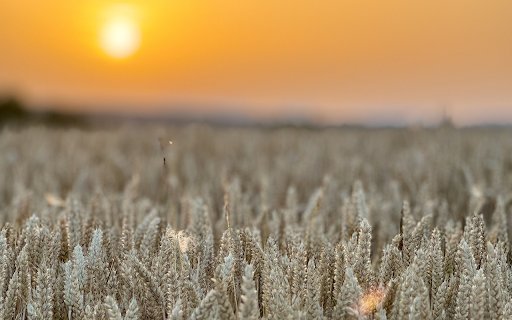 Sunset in wheat fields  from Chrome web store to be run with OffiDocs Chromium online