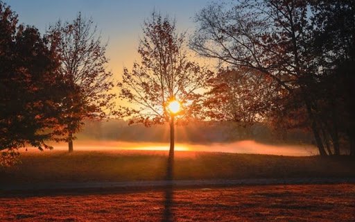 SUNSET TREE Theme  from Chrome web store to be run with OffiDocs Chromium online