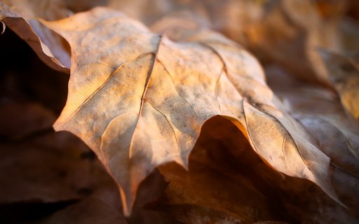 sunshine and falling dry leaves  from Chrome web store to be run with OffiDocs Chromium online