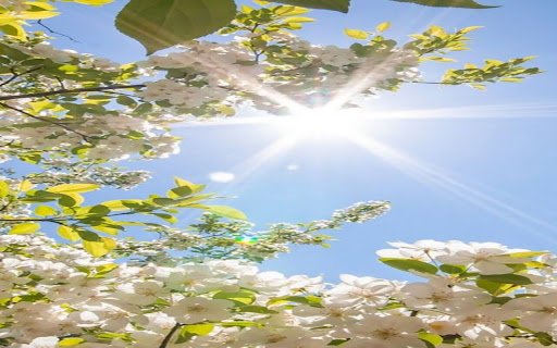sunshine and flowers wallpaper  from Chrome web store to be run with OffiDocs Chromium online