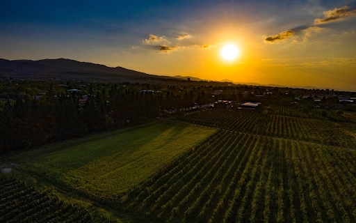 Sunshine on the grape fields  from Chrome web store to be run with OffiDocs Chromium online