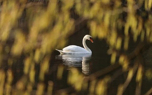 SWAN 2 Theme  from Chrome web store to be run with OffiDocs Chromium online