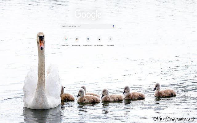 Zwaan en cygnets. van de Chrome-webwinkel om te worden uitgevoerd met OffiDocs Chromium online