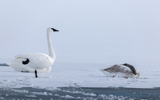 Swans and white snow from Chrome web store to be run with OffiDocs Chromium online Swans and white snow from Chrome web store to be run with OffiDocs Chromium online