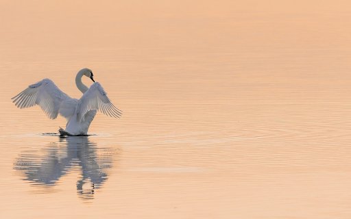 Swans flap their wings  from Chrome web store to be run with OffiDocs Chromium online