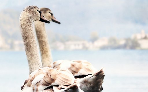 Swans lake young  from Chrome web store to be run with OffiDocs Chromium online