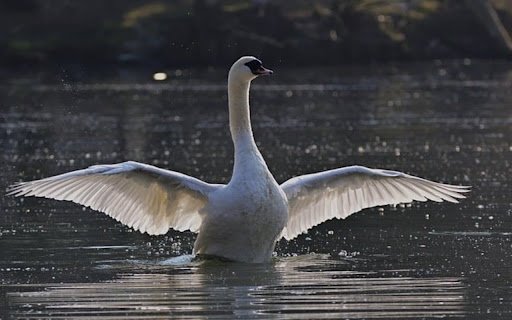 SWAN THEME  from Chrome web store to be run with OffiDocs Chromium online