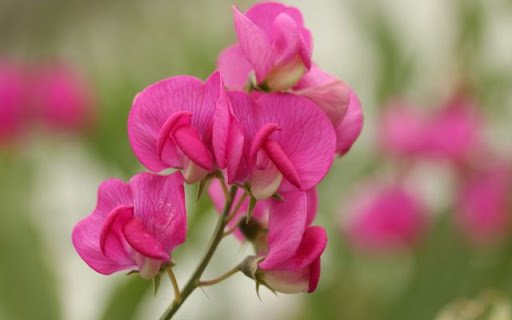 Sweet Pea – A Delicate Symphony of Color and Fragrance  from Chrome web store to be run with OffiDocs Chromium online