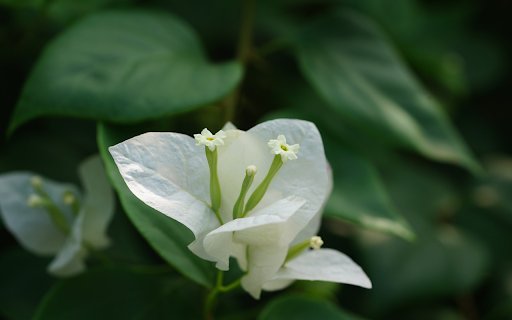 sweet potato flowers  from Chrome web store to be run with OffiDocs Chromium online