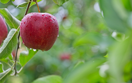 Sweet Ripe Apples  from Chrome web store to be run with OffiDocs Chromium online