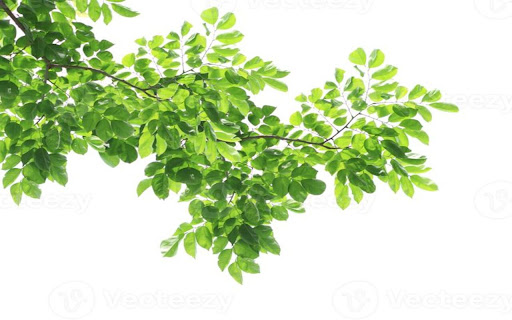 tamarind tree wallpaper... from Chrome web store to be run with OffiDocs Chromium online tamarind tree wallpaper... from Chrome web store to be run with OffiDocs Chromium online