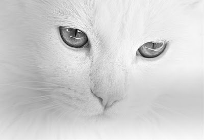 Teo the Cat aus dem Chrome-Webshop zur Ausführung mit OffiDocs Chromium online
