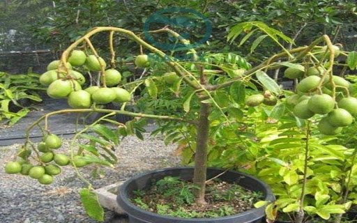Thai tamarind tree wallpaper  from Chrome web store to be run with OffiDocs Chromium online