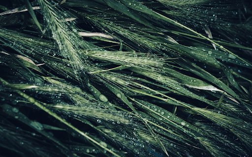 The barley water drops  from Chrome web store to be run with OffiDocs Chromium online