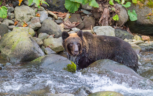 The bear catches fish  from Chrome web store to be run with OffiDocs Chromium online
