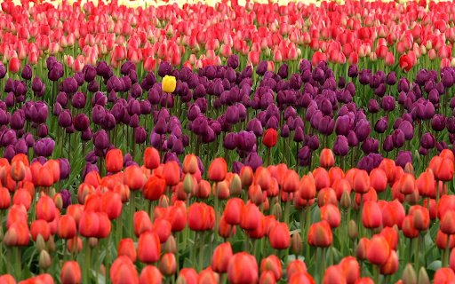 The beds of calypso flowers  from Chrome web store to be run with OffiDocs Chromium online