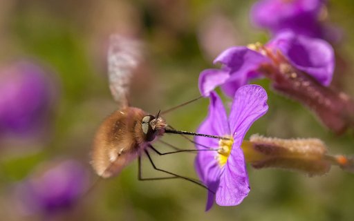 The Bee and the Long Stinger  from Chrome web store to be run with OffiDocs Chromium online