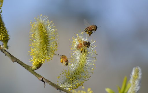 The bees are hard working  from Chrome web store to be run with OffiDocs Chromium online
