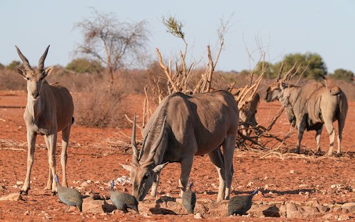 The Big Antelopes  from Chrome web store to be run with OffiDocs Chromium online