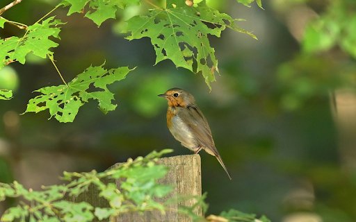 The bird and the deep leaf  from Chrome web store to be run with OffiDocs Chromium online