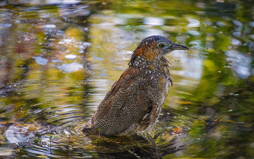 The bird bathes in the lake  from Chrome web store to be run with OffiDocs Chromium online