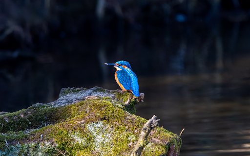 The Bird by the Stream from Chrome web store to be run with OffiDocs Chromium online The Bird by the Stream from Chrome web store to be run with OffiDocs Chromium online