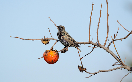 The bird eats a persimmon  from Chrome web store to be run with OffiDocs Chromium online The bird eats a persimmon  from Chrome web store to be run with OffiDocs Chromium online