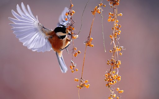 The bird fluttering berries from Chrome web store to be run with OffiDocs Chromium online The bird fluttering berries from Chrome web store to be run with OffiDocs Chromium online