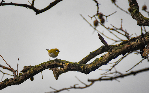 The bird perched on the branch  from Chrome web store to be run with OffiDocs Chromium online