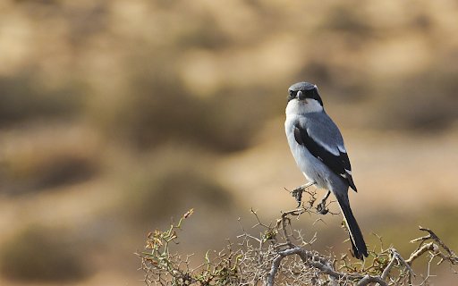 The bird perches  from Chrome web store to be run with OffiDocs Chromium online