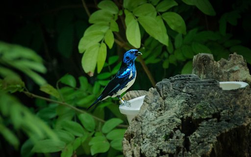 The blue bird drinks water  from Chrome web store to be run with OffiDocs Chromium online