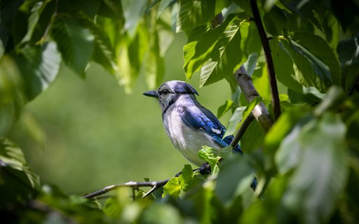 The blue jay bird from Chrome web store to be run with OffiDocs Chromium online The blue jay bird from Chrome web store to be run with OffiDocs Chromium online