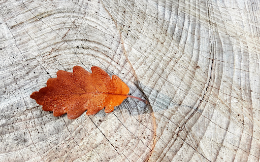 The brown leaf falls  from Chrome web store to be run with OffiDocs Chromium online