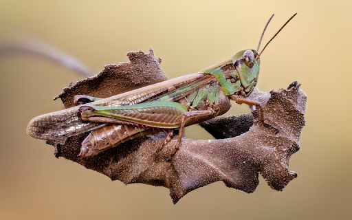 The brown locust  from Chrome web store to be run with OffiDocs Chromium online