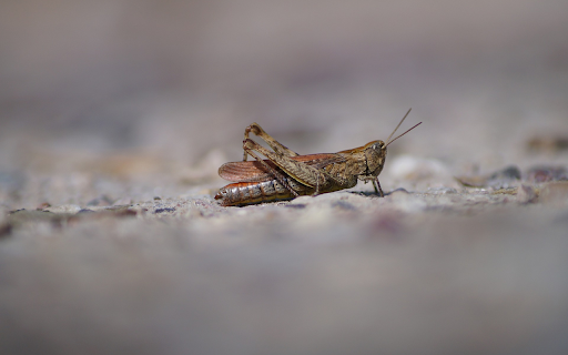 The brown locust  from Chrome web store to be run with OffiDocs Chromium online
