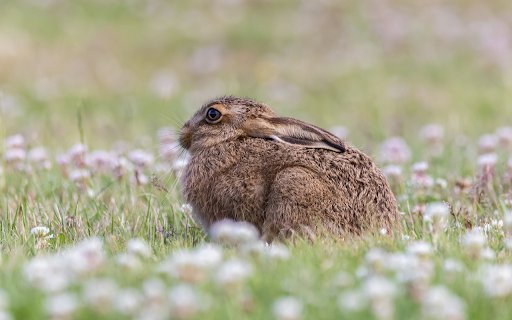 The brown rabbit was scared from Chrome web store to be run with OffiDocs Chromium online The brown rabbit was scared from Chrome web store to be run with OffiDocs Chromium online