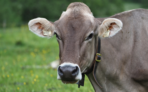 The buffalo is full of grass from Chrome web store to be run with OffiDocs Chromium online The buffalo is full of grass from Chrome web store to be run with OffiDocs Chromium online