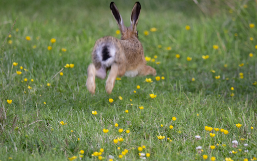 The bunny runs in the meadow  from Chrome web store to be run with OffiDocs Chromium online