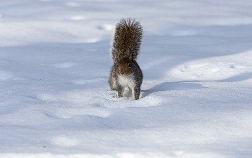 The bushy tailed squirrel  from Chrome web store to be run with OffiDocs Chromium online