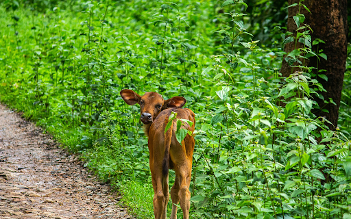 The calf was bewildered  from Chrome web store to be run with OffiDocs Chromium online