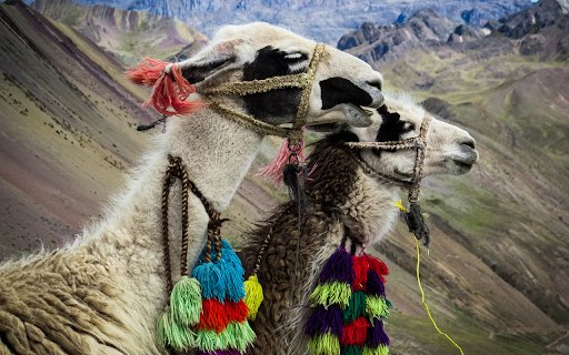 The camel and the necklace  from Chrome web store to be run with OffiDocs Chromium online