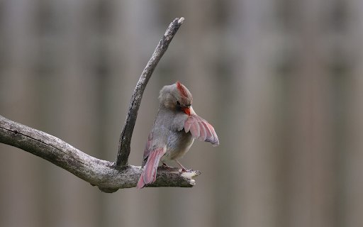 The Cardinal Preening  from Chrome web store to be run with OffiDocs Chromium online