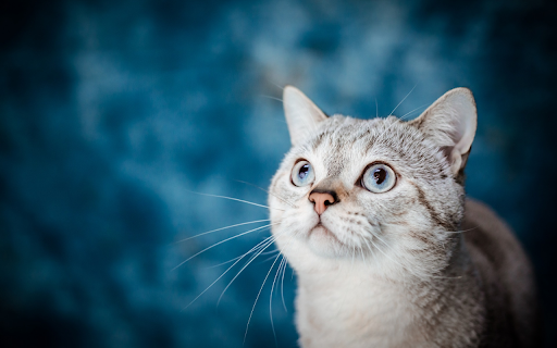 The cat pet  from Chrome web store to be run with OffiDocs Chromium online